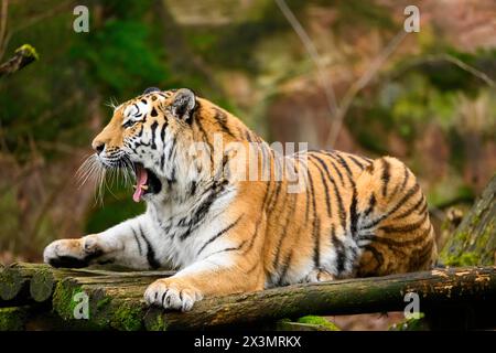 Yawning Siberian tiger or Amur tiger (Panthera tigris altaica) lying on the ground, captive, habitat in Russia Stock Photo