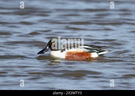 Shoveler duck (Anas clypeata) adult male bird on a lake, England, United Kingdom Stock Photo