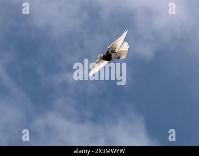 fickle dove descending from the sky Stock Photo