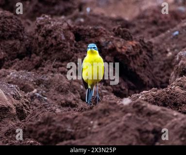 Western Yellow Wagtail (Motacilla flava) foraging in a ploughed field, Mandria, Cyprus. Stock Photo