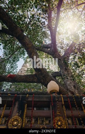 The tree under which the Buddha attained enlightenment in Bodhgaya. The Bodhi Tree is a large and very old sacred fig tree located in Bodh Gaya, India Stock Photo