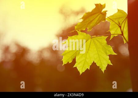 Beautiful spring leaves of maple tree against sunset light . Horizontal shot , copy space Stock Photo