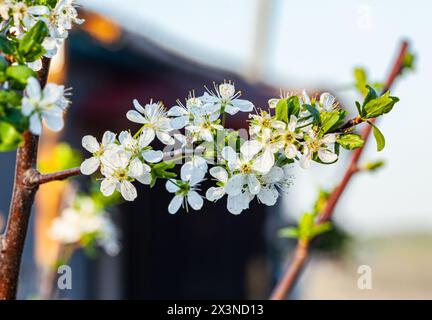 Flowering fruit trees in the spring garden. Close-up view.  Stock Photo