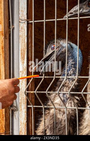 ostrich takes food from a woman's hand, feeding an ostrich at the zoo, ostrich eats . High quality photo Stock Photo