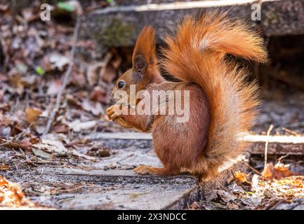 Red squirrel in the forest Stock Photo