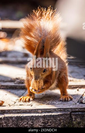 Red squirrel in the forest Stock Photo