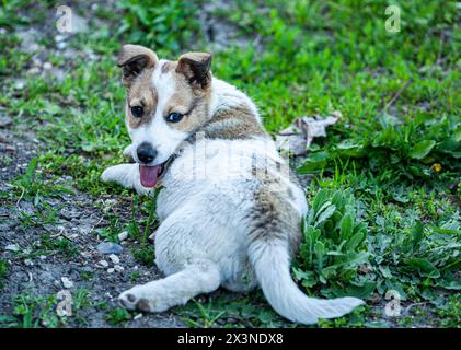 Happy and active purebred Welsh Corgi dog outdoors in the grass on a sunny summer day. Stock Photo