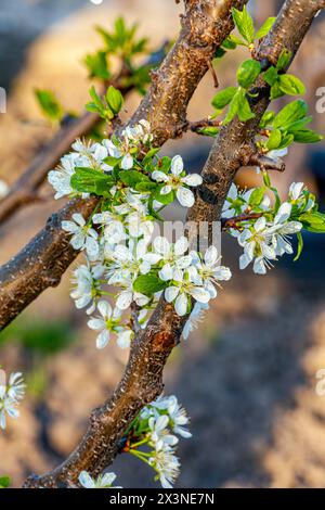 Plum flower in spring, Beautiful Flower in natural background, soft focus Blur Closeup. Stock Photo