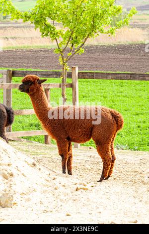 A herd of Alpaca standing and grazing in a field on a farm. A variety of fleece types and colors are visible Stock Photo