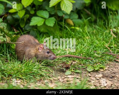 A Brown Rat Feeding on the Ground Stock Photo