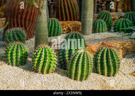 Cacti Ferocactus hamatacanthus, Turks head cactus. Its beautiful shape, green color, red thorns hooks and flower buds Stock Photo