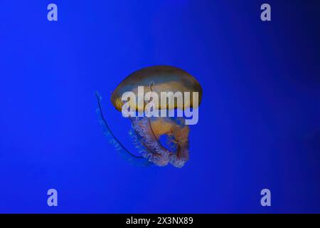 Pacific sea nettle, Orange jellyfish or Chrysaora fuscescens swimming in blue water of aquarium tank. Aquatic organism, animal, undersea life, biodive Stock Photo