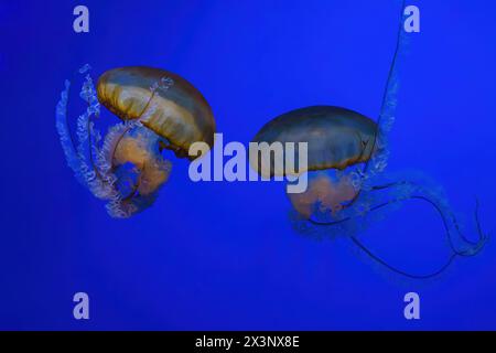 Pacific sea nettle, Orange jellyfish or Chrysaora fuscescens swimming in blue water of aquarium tank. Aquatic organism, animal, undersea life, biodive Stock Photo