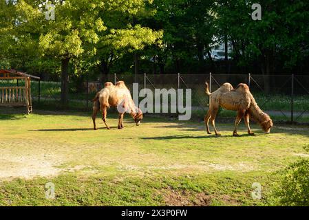 Bactrian camel Camelus bactrianus or Mongolian camel, domestic Bactrian camel or two-humped camel of camel in Sofia Zoo, Sofia Bulgaria, Europe, EU Stock Photo