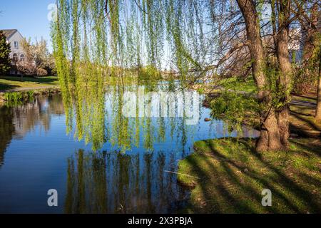 The Weeping Willow, its cascading emerald boughs, graces the serene waters of a tranquil pond, under the vast expanse of a clear blue sky in Ashburn, Stock Photo