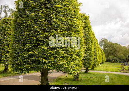 Hornbeam (Carpinus betulus) cut to shape Stock Photo