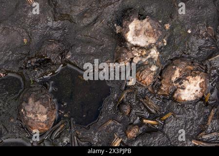 Rotten potatoes in mud, left in the field after harvest Stock Photo