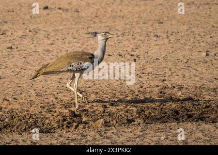 Kori bustard in the Kgalagadi Transfrontier Park, South Africa Stock Photo