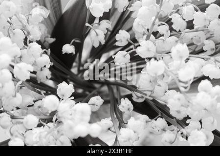 Beautiful lily of the valley bouquet, monochrome. Lily of the valley closeup, black and white. Wild spring flowers concept. Tenderness and purity. Stock Photo