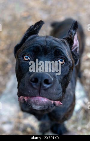 Black Cane Corso puppy looking up at the camera for an extreme natural lighting close up Stock Photo