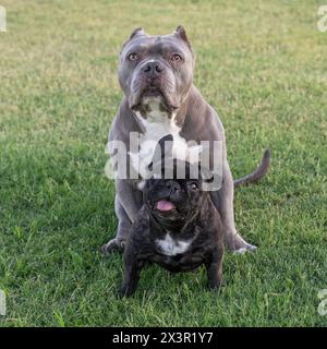 Natural portrait on the grass of a grey pitbull and a small brindle French bulldog Stock Photo