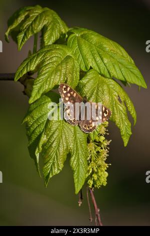 Pararge aegeria aka Speckled Wood butterfly is sitting on the maple tree leaf in sunny spring evening. Stock Photo