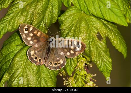 Pararge aegeria aka Speckled Wood butterfly is sitting on the maple tree leaf in sunny spring evening. Stock Photo