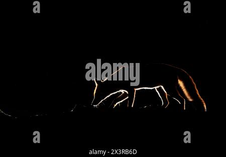 Close-up of a red fox silhouette at night Stock Photo