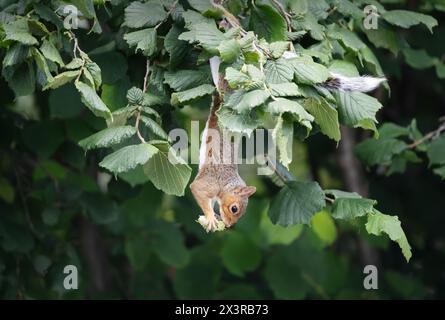 Close-up of a grey squirrel eating hazelnuts on a tree branch. Stock Photo