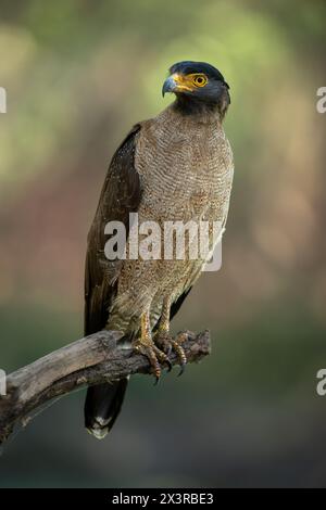 Professional portrait of a crested serpent eagle perched on a dry tree branch with a blurred green-orange background on a summer afternoon Stock Photo