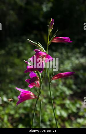 Stems of field gladiolus (Gladiolus italicus) with a bee approaching a flower (vertical) Stock Photo