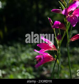 A bee (Apis mellifera) feeding on a field gladiolus (Gladiolus italicus) in the spring (square format) Stock Photo