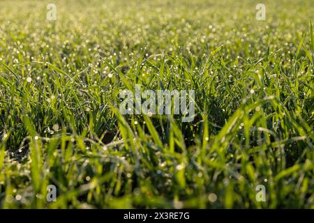 dew drops on the stems of young green wheat in autumn, winter wheat in September in the field Stock Photo