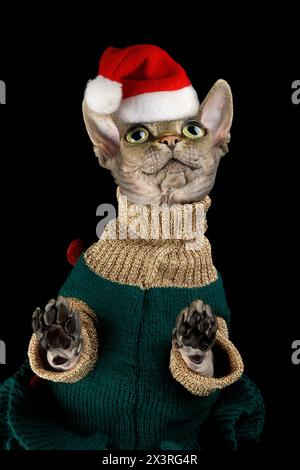 Portrait of a dreamy cute sphynx kitten dressed in a Christmas costume on a black isolated background. Stock Photo