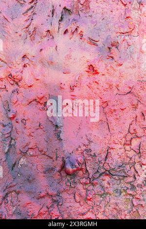 A pale pink, shiny, uneven, chipped, and cracked old concrete wall. The texture of a thick layer of paint that has dripped is interesting. Stock Photo
