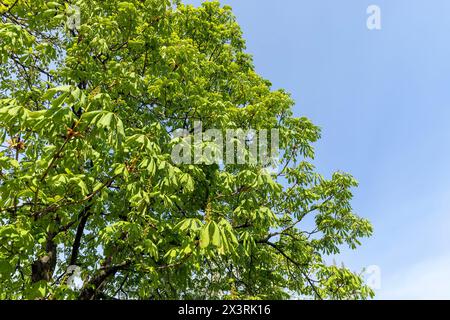 a flowering chestnut tree in the spring season, a spring park with chestnuts with flowers and with the first green foliage in sunny weather Stock Photo