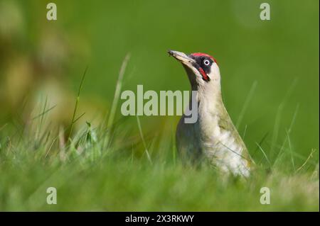 Czech bird Picus viridis aka European green woodpecker is searching for food in the grass. Dirty beak. Isolated on blurred background. Stock Photo