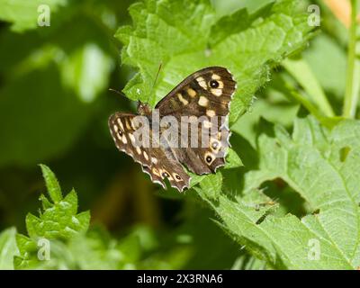 A perched speckled wood butterfly, Pararge aegeria. Stock Photo