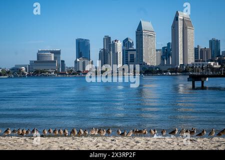 San Diego, CA. April 7, 2024.  lined up against San Diegos skyline with blue sky copy-space Stock Photo