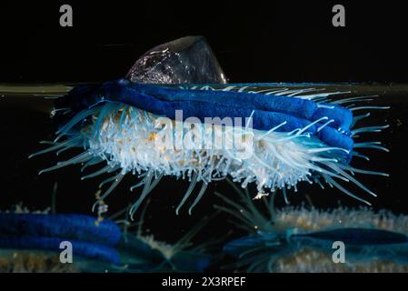 By the wind sailor (Velella velella) Stock Photo