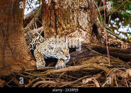 A jaguar (panthera onca) resting in tree roots seen on Cuiaba River by the Parque Estadual Encontro das Águas, north Pantanal, Mato Grosso, Brazil Stock Photo