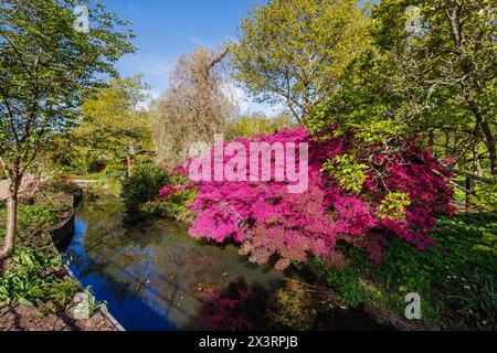 Bright magenta pink azalea (Rhododendron (Obtusum Group) 'Amoenum' flowering by the stream in RHS Garden, Wisley, Surrey, south-east England in spring Stock Photo