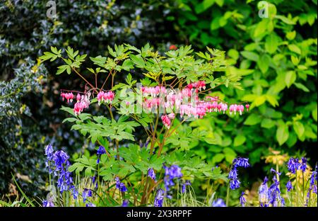 Bleeding heart plant (Lamprocapnos spectabilis) in flower against a background of bluebells in RHS Garden Wisley, Surrey, south-east England in spring Stock Photo