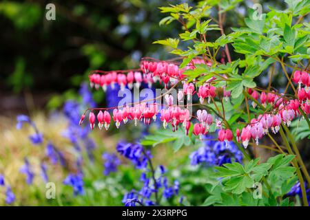 Bleeding heart plant (Lamprocapnos spectabilis) in flower against a background of bluebells in RHS Garden Wisley, Surrey, south-east England in spring Stock Photo