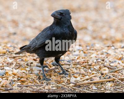 A carrion crow, Corvus corone, standing on a pebble beach. Stock Photo