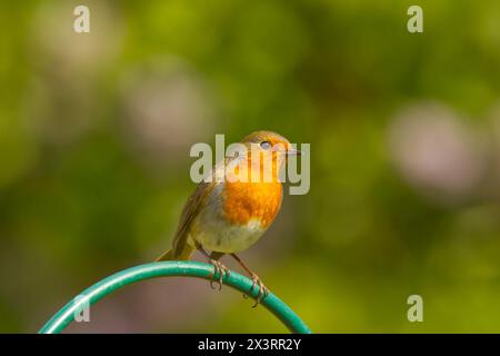 Colourful European robin perched above bird-feeder in the garden. Stock Photo