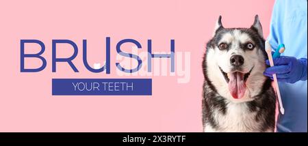 Banner with text BRUSH YOUR TEETH with veterinarian holding brushes and Siberian Husky dog Stock Photo