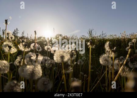 a large number of white dandelions at sunset, a field with white dandelion flowers in the back lighting Stock Photo