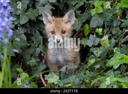 Red Fox cub, Vulpes vulpes, looking out from den in a suburban garden, Kensal Rise, London, United Kingdom Stock Photo