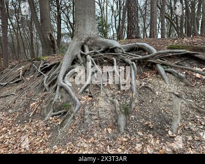 Tree with roots showing above ground in forest Stock Photo